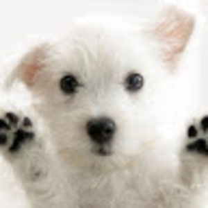 Meet your Posher, Alison